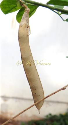  Legumes